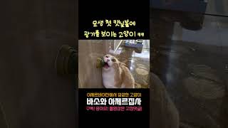 캣닢볼 보고 광기 보임 ㅋㅋㅋ #고양이