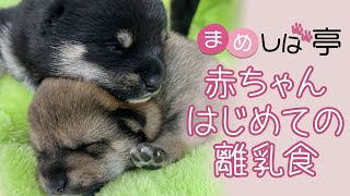 かわいい豆柴赤ちゃんはじめての離乳食にチャレンジ！毎日ハッピーなまめしばおチビたちのブログ・vlog 【豆柴】