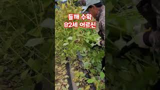 들깨 수확 시기 82세 어르신 #shorts