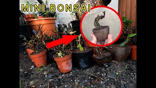 Como hacer mini higueras desde esqueje para bonsai 🌳💚