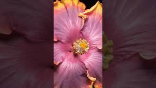 Tropical Hibiscus ‘Al Latina’ blooming Timelapse. #hibiscus #timelapse #nature