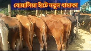 😱বোয়ালিয়া হাটে ছোট ছোট ষাড় গরুর ধামাকা 😱RS Agro Farm ||