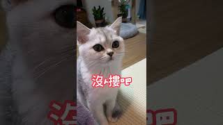 亲爱的好朋友，天冷了，穿个秋裤吧 #kitten #cat #cats