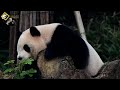 20181118 葉子搔到鼻子，圓仔打噴嚏 the giant panda yuan zai