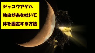 第４章 ジャコウアゲハ飼育 幼虫が糸を吐いて体を固定する方法