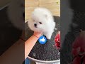 adopt free teacup dog pomeranian dog shorts video shorts viral trending youtube pets dogs