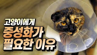 Why is it important to neuter my cat??