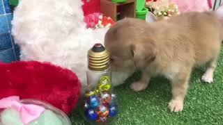 ペットショップ犬の家\u0026猫の里稲毛店「チワックス」No.118233