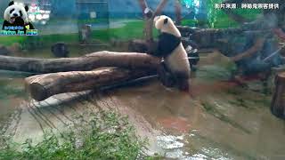 20180818 夏天到了就是要跟圓仔打水仗 The Giant Panda Yuan Zai