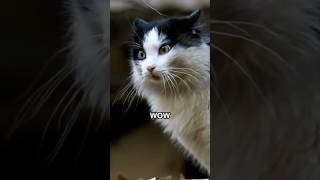 Cats Speak English Funny Voiceover #cats #talkingcats #catfunny #voiceover #shorts #catvideos