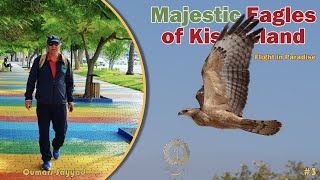 Majestic Eagles of Kish Island | The Beauty of Flight in Iran’s Paradise