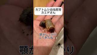 カブトムシ幼虫飼育：カエデさんと遊ぶ！！#shorts