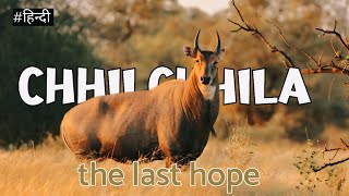 CHHILCHHILA : THE LAST HOPE | HINDI WILDLIFE  DOCUMENTARY