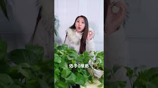 綠蘿寒冬老是黃葉？這就告訴你原因