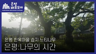 [📺ON-AIRㅣ은평배움모아] 은평: 나무의 시간 EP.1 🌲은평 한옥마을 습지 느티나무