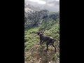 kurzhaar av köpeklerinin keklik ferması germanshorthairedpointer hunting ferma aport partridge