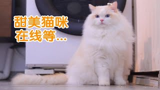 这么可爱的火焰布偶猫竟然喜欢偷窥铲屎官...