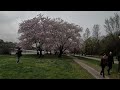 cherry blossom @ kelly dr bouldering wall sakura in philadelphia spring fairmount park walking tour