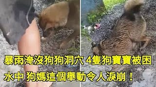 暴雨淹沒狗狗洞穴 4隻狗寶寶被困水中 狗媽這個舉動令人淚崩！