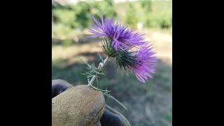 Can I use a flower to make cheese