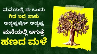 ಇದೊಂದು ವಾಸ್ತುಗಿಡ ನಿಮ್ಮ ಮನೆಯಲ್ಲಿದ್ದರೆ ಶ್ರೀಮಂತರಾಗ್ತೀರ vastu luckytree | lucky vastu trees | vastutips