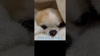 お留守番をしていたチワワさん #shorts #チワワ #犬 #留守番 #dog #chihuahua