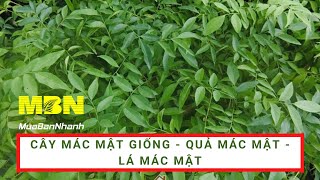 Cây mác mật giống - quả mác mật - lá mác mật | MuaBanNhanh