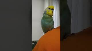 自称『むっちゃ可愛い』インコのお話を聞いてください🐥関西弁のくーちゃん🐥