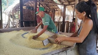 FAZENDO FARINHA DE MANDIOCA NA CASA DOS MEUS AVÓS/COMUNIDADE DE GUAJARÁ