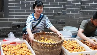 Hurriedly sell loquat 1 yuan 1kg  soil eggs 1 yuan 1 directly sold out  rainy days market sold hund