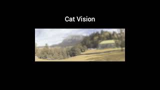 Human Vision vs Cat Vision