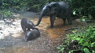 Elephants calves playing in heavy rain in the Gabon jungle