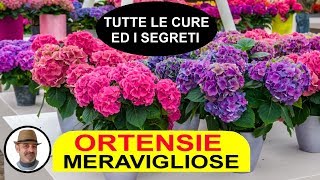 ORTENSIE MERAVIGLIOSE COLTIVAZIONE TRUCCHI E SEGRETI