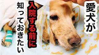 愛犬が入院する前に知っておきたい事