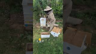 Varroa Mite follow up after thermal heat treatment