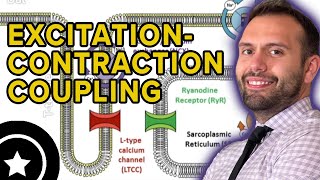 Excitation Contraction Coupling | HIGH-YIELD CARDIOLOGY | USMLE STEP 1