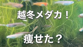 【メダカビオトープ】水中カメラで越冬メダカたちの様子を見てみたよ