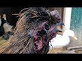 funny little rooster needs attention