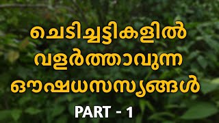 ചെടിച്ചട്ടികളിൽ വളർത്താവുന്ന ഔഷധസസ്യങ്ങൾ  PART - 1  | Medicinal plants that you can grow in pots