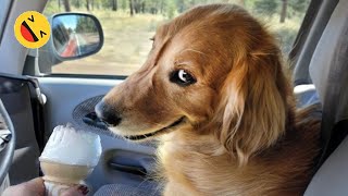 Try Not To Laugh Dogs And Cats 😁 - Best Funniest Animals  2023