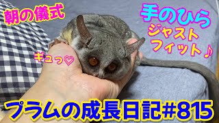 【ガラゴレスリングで始まるプラム＆ぱんじろうの朝】Bushbaby Plum's Growth Diary ショウガラゴ プラムの成長日記