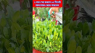 পালংশাক ১০ দিনেই খেতে পারবেন এই দ্রবণ একবার পাতা স্প্রে করলে#trending#viralvideo#shortsviral#পালংশাক