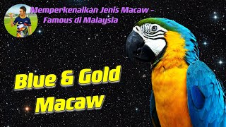 Blue and Gold Macaw - Memperkenalkan Jenis Macaw Famous di Malaysia | Malaysia Parrot Freefly | BNG