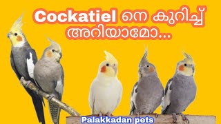 Cockatiel Bird Malayalam Review || Palakkadan Pets