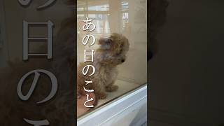 愛犬との時間を大切に‼リアルテディベア😊名前はラテ❗️子犬‼️優里 レオ  #shorts  #優里