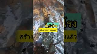 Ep13. Stingless bee |||รังผึ้งชันโรงสร้างถาดน้ำหวานยัง?|||#มาดูกัน