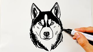 How to Draw a Siberian Husky Dog