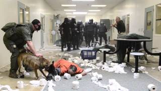 Weld County Sheriff's K9 Training