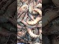 #shorts #Tigerprawns Black tiger Shrimp Farming | Monodone Brood stock | Mono tiger | Aqua Factory