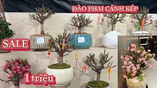 SALE NỬA GIÁ Đào Thất Thốn Mini bonsai VIP từ 1 Triệu/cây 📞: 092.391.2111